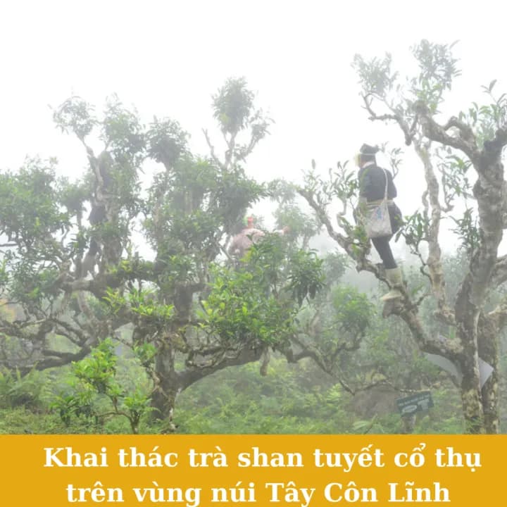 Lục trà Shan Tuyết cổ thụ, hộp 200g — фото 2