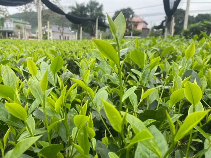 Trà Móc Câu Thượng Hạng Tân Cương Thái Nguyên, 1kg