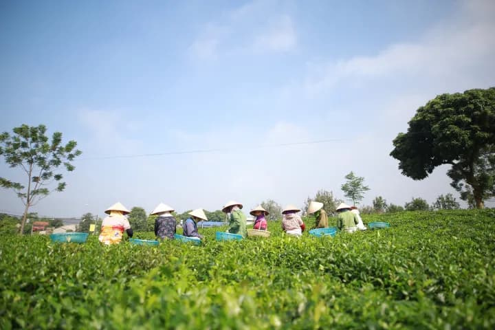 Trà Móc Câu Thượng Hạng Tân Cương Thái Nguyên, 1kg — фото 4