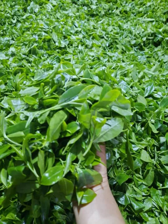 Trà Móc Câu Thượng Hạng Tân Cương Thái Nguyên, 1kg — фото 5